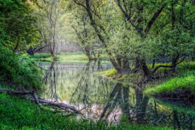 Photo of Wetlands on the Murphy River Walk in Murphy NC