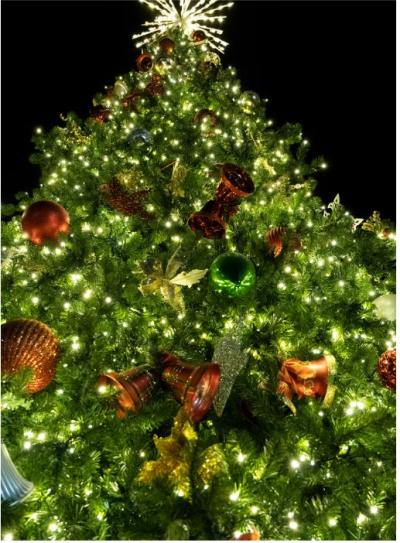A Murphy Christmas Tree Lighting